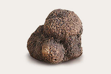 Tuber Melanosporum vitt Winter Black Truffle 3.png